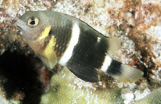  Chrysiptera brownriggii (Surge Damselfish)